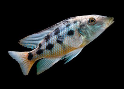 Fossochromis Rostratus Malawi Sand Diver | Buy cichlids online | COburg Aquarium