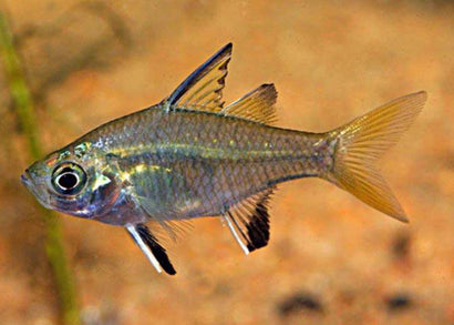 Glassfish - Sailfin Ambassis agrammus | Buy native australian aquarium fish online | Coburg Aquarium