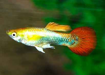 Guppy Male Golden Tuxedo | Buy aquarium fish | coburg aquarium