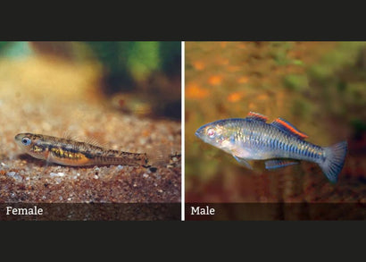 Gudgeon Western Carp | Buy Aquarium FIsh | COburg Aquarium 