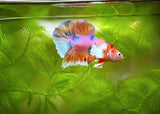 HMPK Dumbo Fighter Candy/Koi Fancy - Male