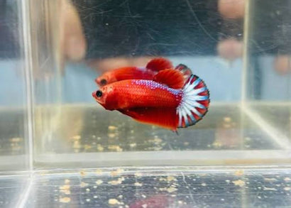 Hellgirl Betta Fish | SHop Betta Fish | Coburg Aquarium
