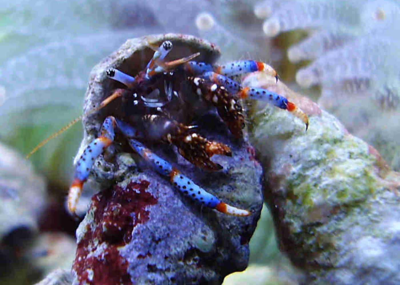 Hermit Crab Janitor - Marine | Buy saltwater hermit crabs | Coburg Aquarium