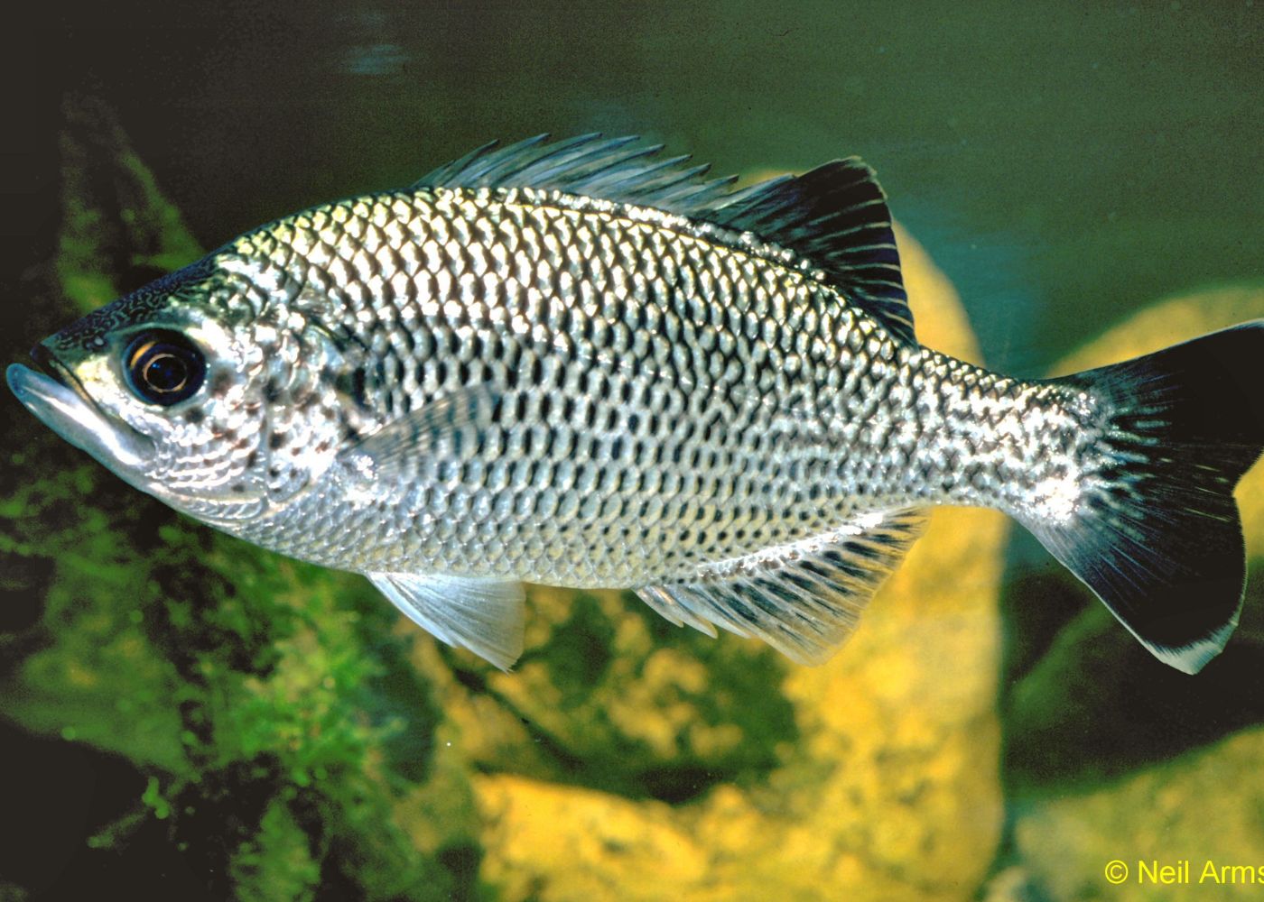 Jungle Perch | Buy aquarium fish online | coburg aquarium
