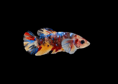 Fighter Female Dumbo - Candy/Koi Fancy Betta Fish | Shop Fighter FIght Coburg Aquarium