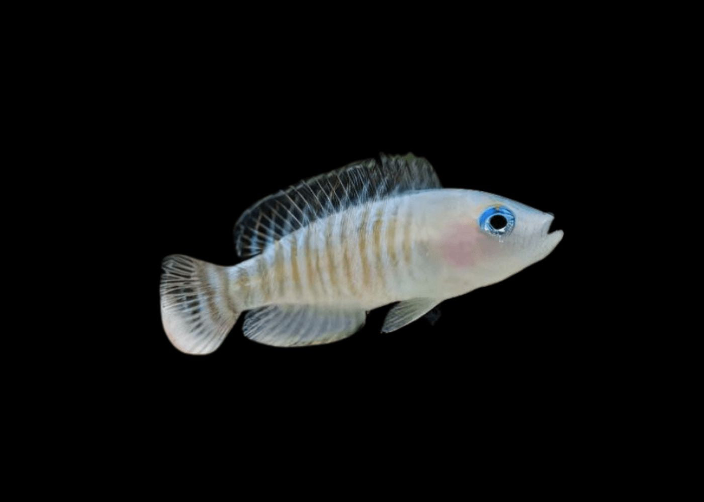 Lamprologus Multifasciatus | Buy aquarium fish | COburg Aquarium 