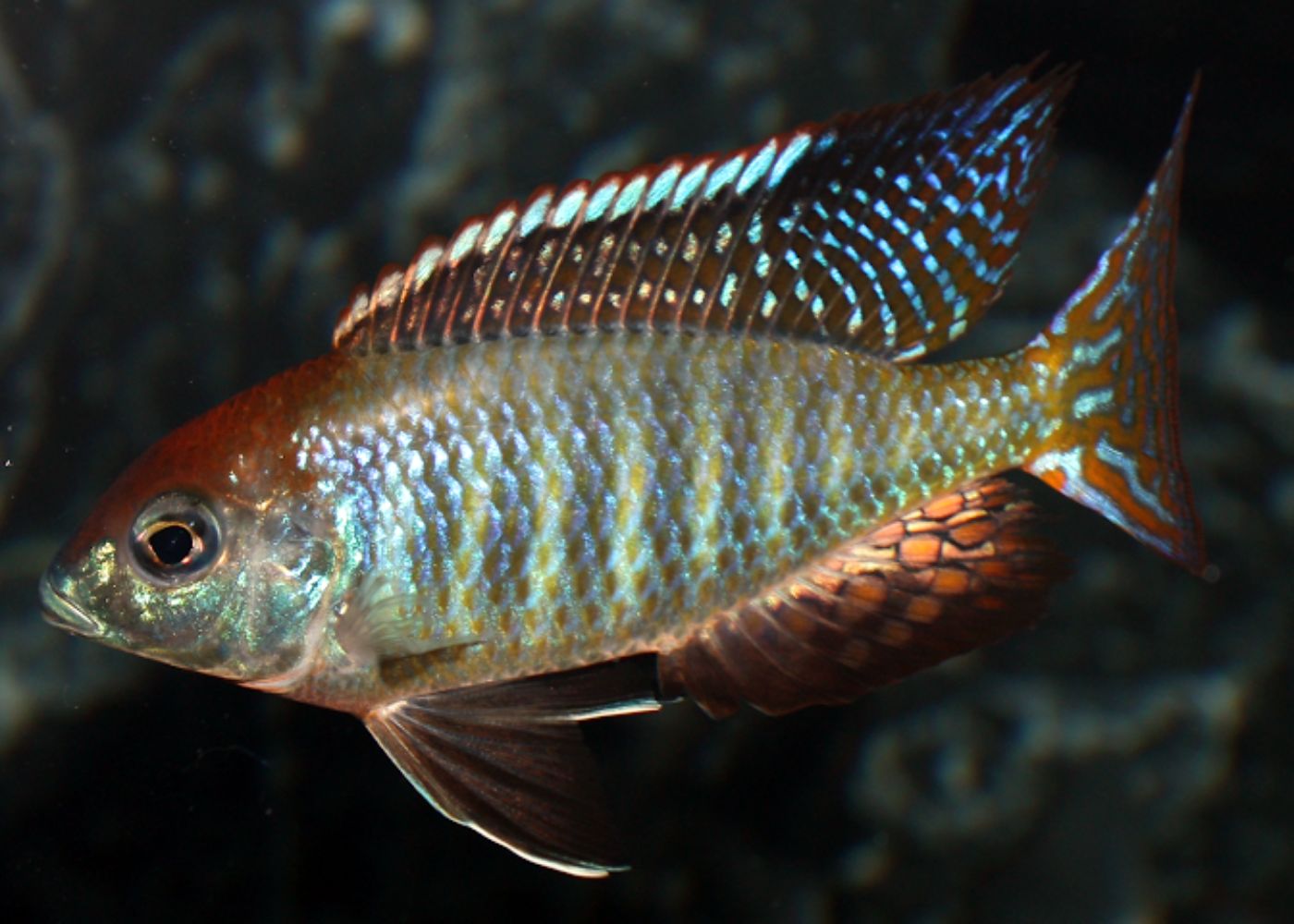 Lethrinops Red Capuz 