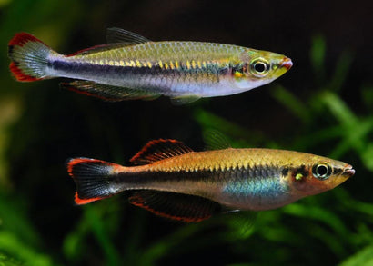 Madagascar Rainbowfish | Buy aquarium fish online | Coburg Aquarium