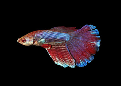 Super Delta Male Betta Fish | Buy Fighter Fish | COburg Aquarium