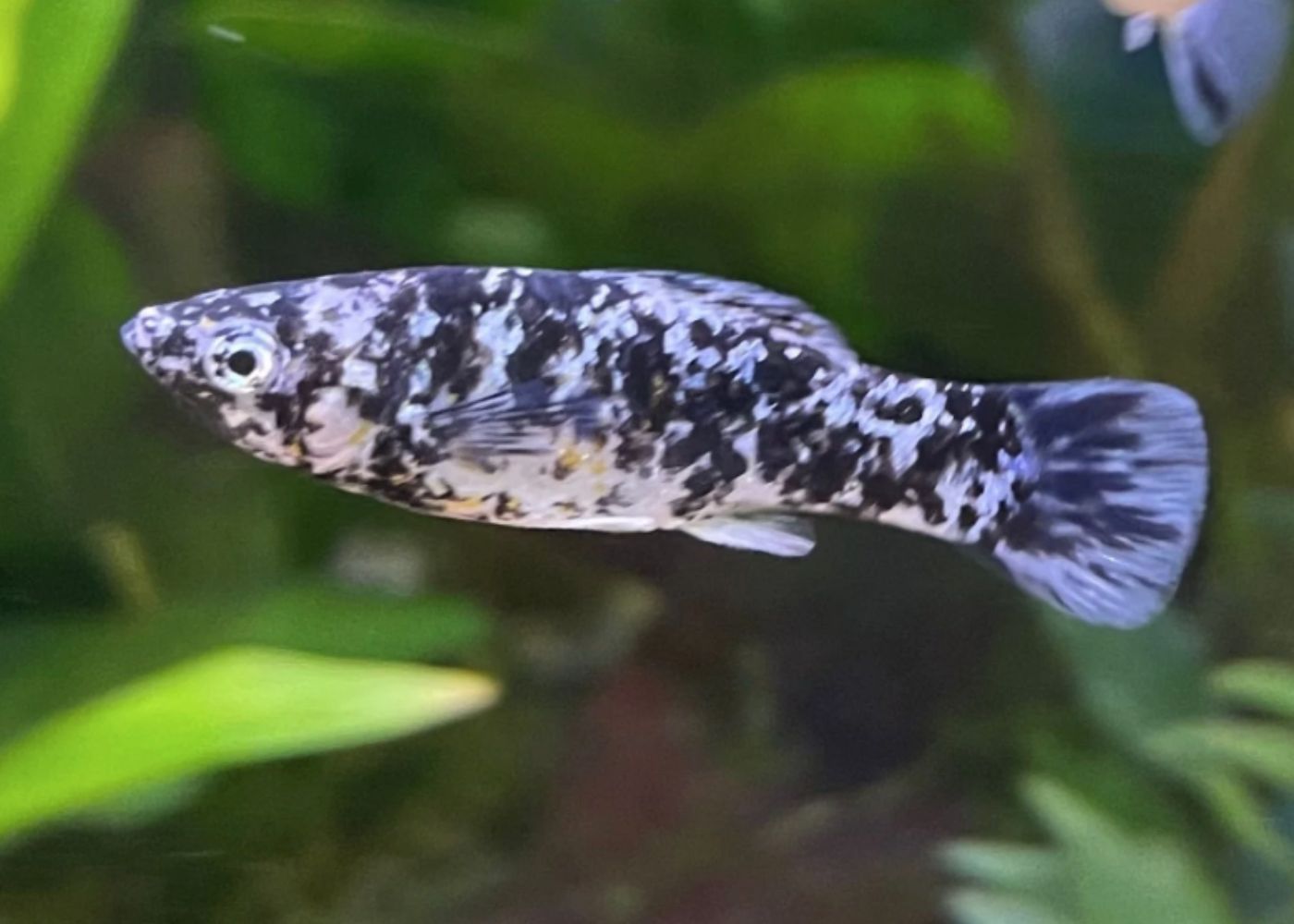 Molly Marble Fish | Buy aquarium fish | COburg Aquarium