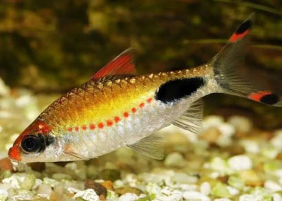 Mascara Barb Fish in aquarium | Shop freshwater aquarium fish online | Coburg Aquarium