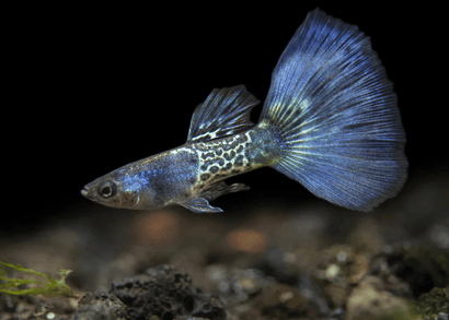 Guppy - Blue Metal Lace