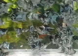 Molly - Platinum Zebra Lyretail