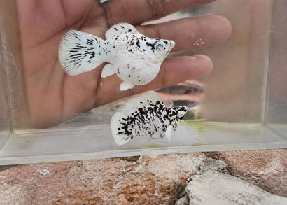 Molly - Platinum Dalmation Crystal Eye | Buy fancy molly fish | Coburg Aquarium