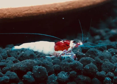 mosura red wine shrimp