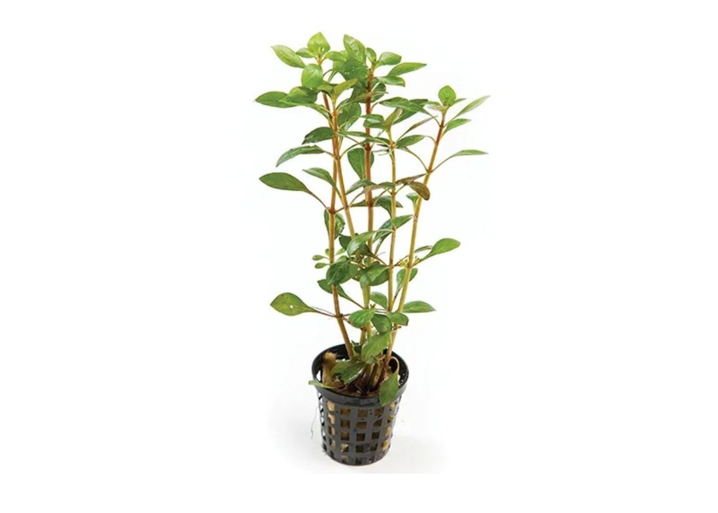 Narrow Ludwigia 5cm Potted Aquatic Plant | Buy Aquarium Plants | Coburg Aquarium