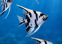 Angelfish - Panda