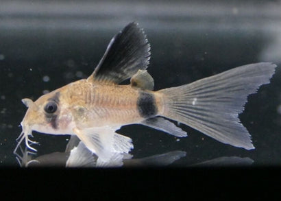 Corydoras Panda - Longfin | buy aquarium fish online | Coburg Aquarium