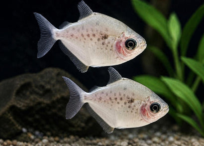 Dwarf Panda Spotted Silver Dollar | Buy community aquarum fish online | COburg Aquarium