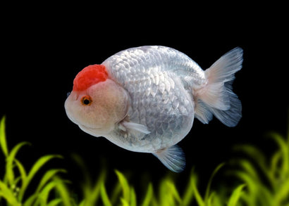 Red Cap Ranchu | Buy Aquarium Goldish Online | Coburg Aquarium