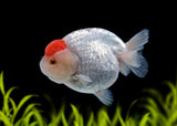 Ranchu - Red Cap