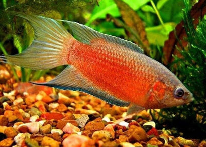 Buy Red Paradise Fish online | Coburg Aquarium