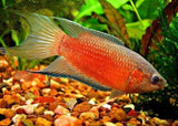 Paradise Fish - Red
