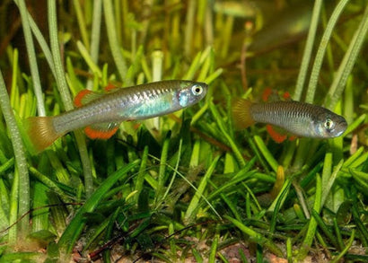 Red-finned blue-eye - Scaturiginichthys vermeilipinnis