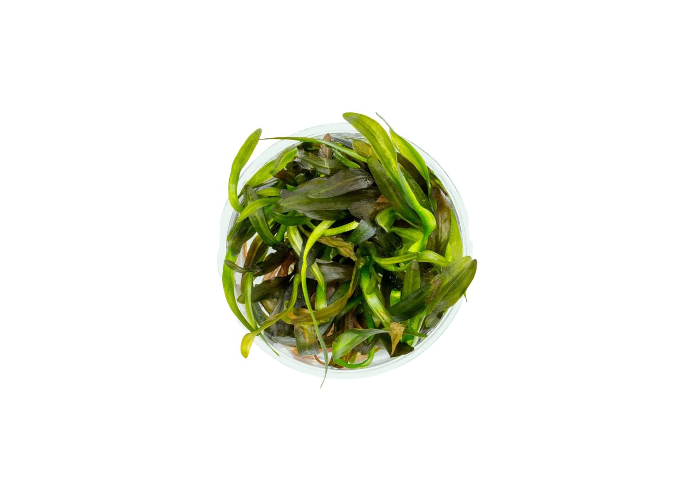Tissue Culture - Echinodorus horemanii | Buy Aquarium plants | Coburg Aquarium