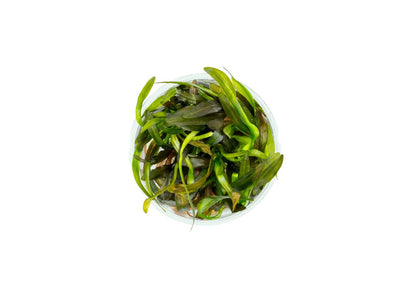 Tissue Culture - Echinodorus horemanii | Buy Aquarium plants | Coburg Aquarium