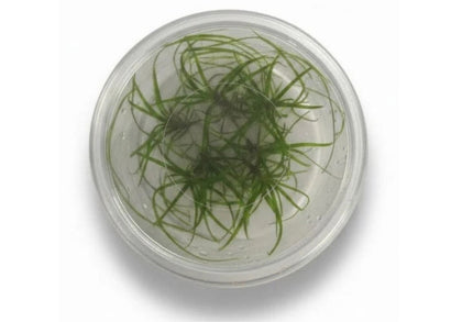 Tissue Culture - Juncus repens | Buy Aquarium Plants | Coburg Aquarium