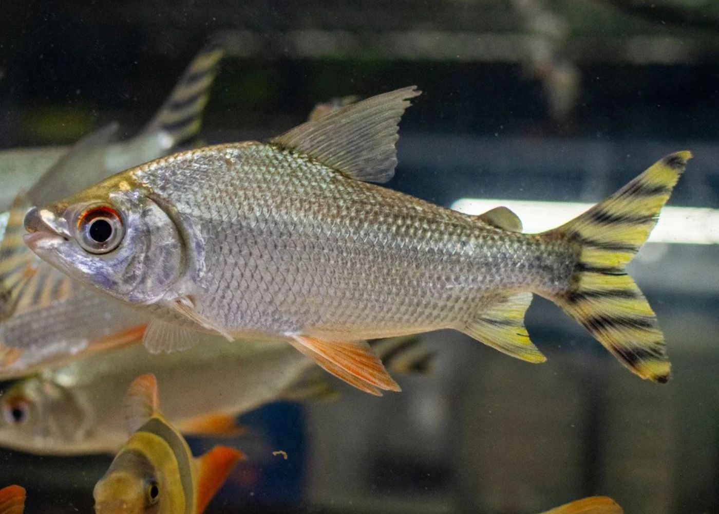 Yellow Flagtail Prochilodus | Buy aquarium fish online | Coburg Aquarium
