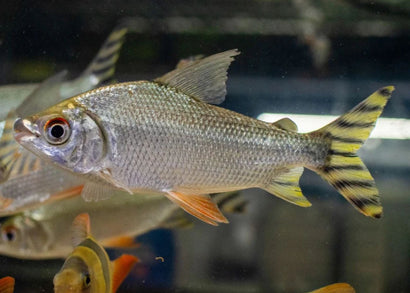 Yellow Flagtail Prochilodus | Buy aquarium fish online | Coburg Aquarium