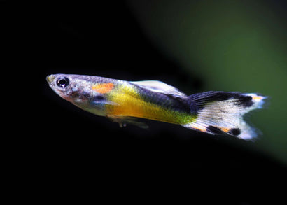 Guppy - Endler Yellow Tuxedo