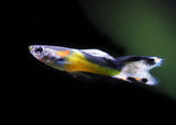 Guppy - Endler Yellow Tuxedo
