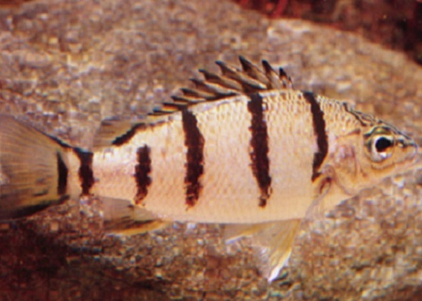 Grunter - Banded