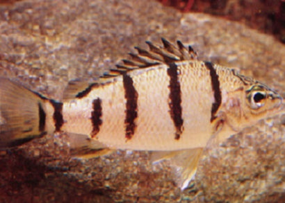 Grunter - Banded