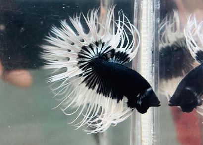 Fighter - Crowntail Male Black White Butterfly