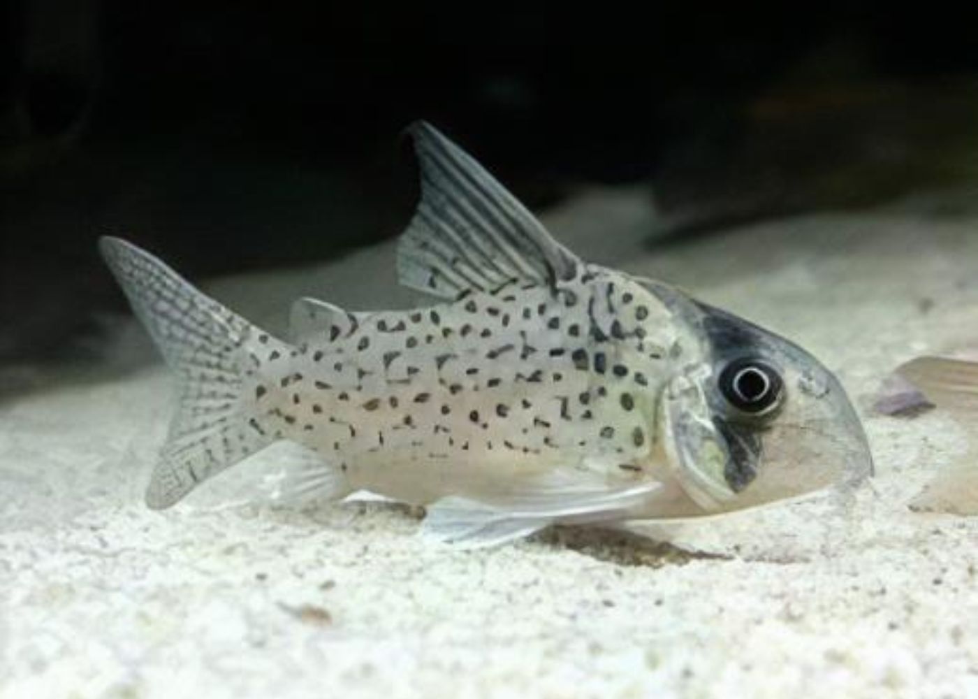 Corydoras kanei catfish | buy aquarium fish online | coburg aquarium