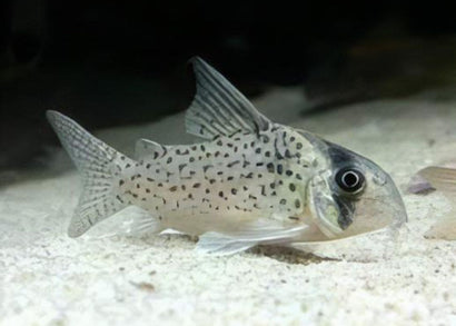 Corydoras kanei catfish | buy aquarium fish online | coburg aquarium