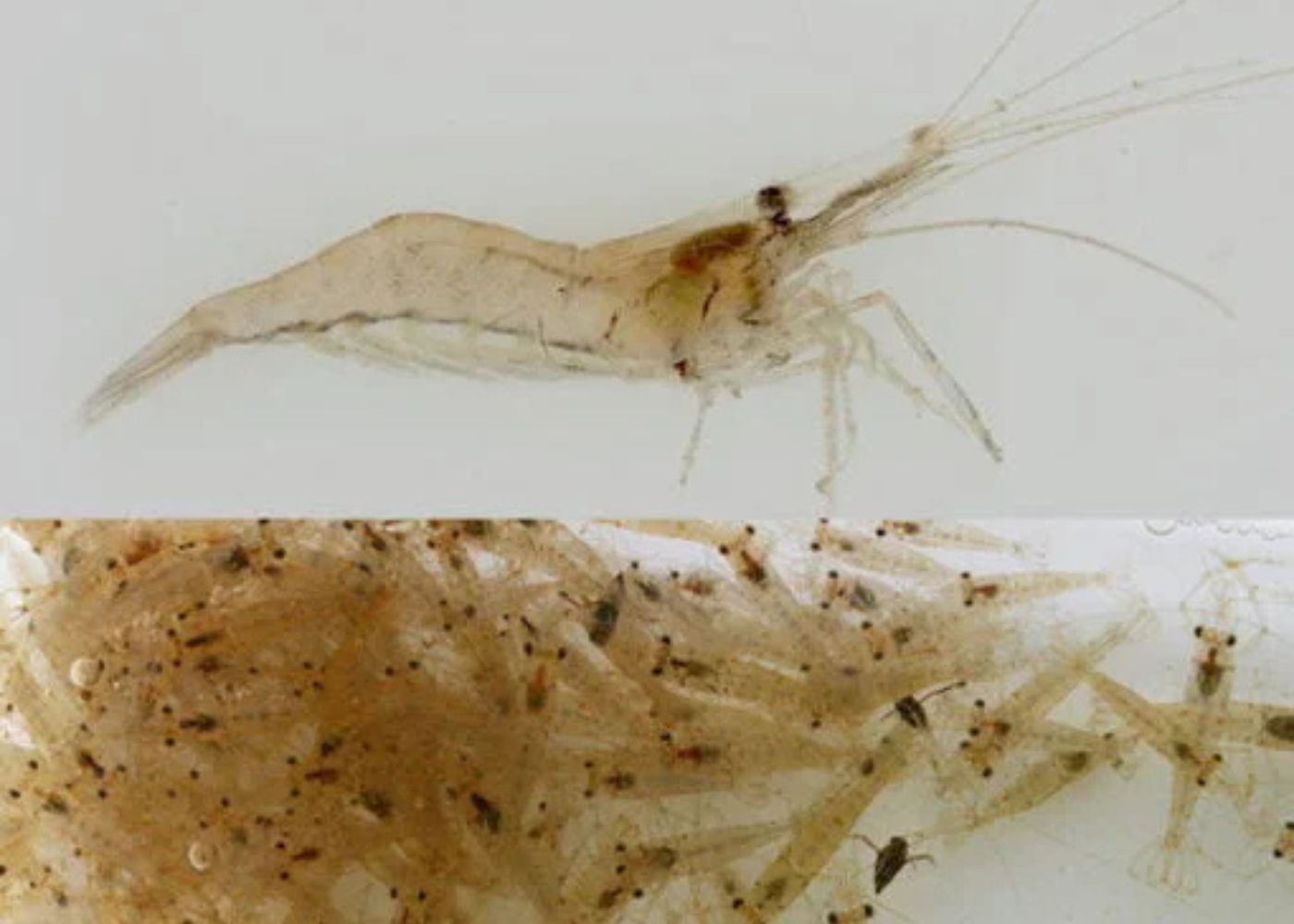 Feeder Shrimp | Buy live fish food
