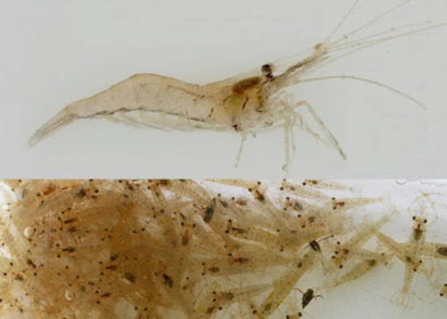 Feeder Shrimp | Buy live fish food
