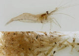 feeder shrimp