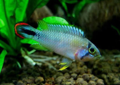 Apistogramma Pandurini (Panduro) 