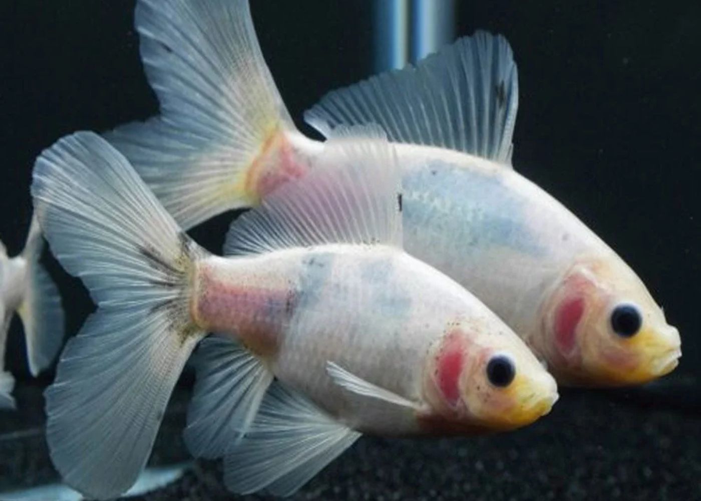 Pink Shubunkin Goldfish Buy Aquarium Fish Online