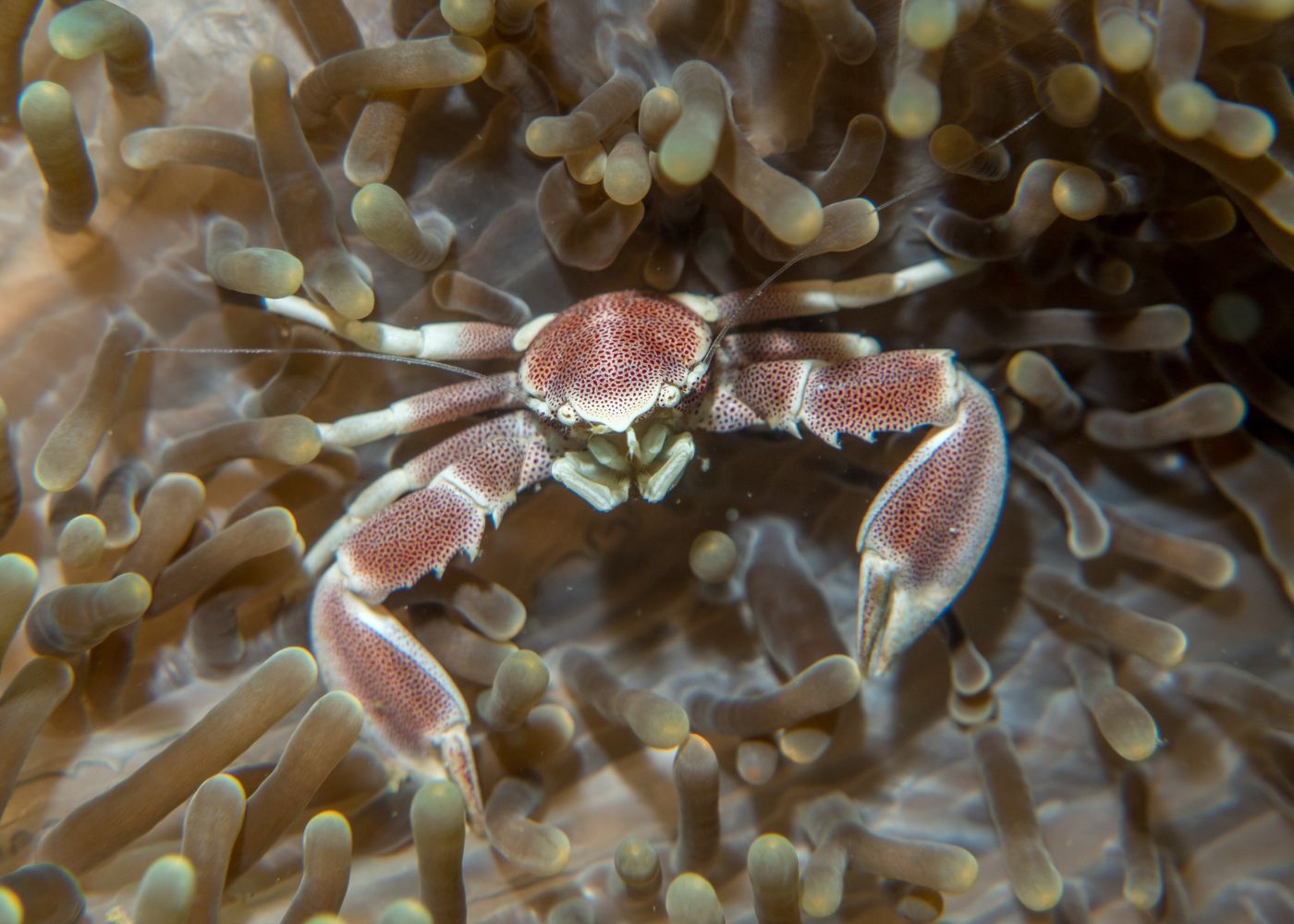 Crab - Porcelain | Buy marine invertebrates | Coburg Aquarium