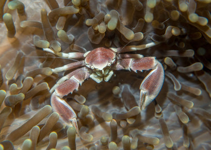 Crab - Porcelain | Buy marine invertebrates | Coburg Aquarium