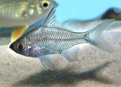 Glassfish - Reticulated