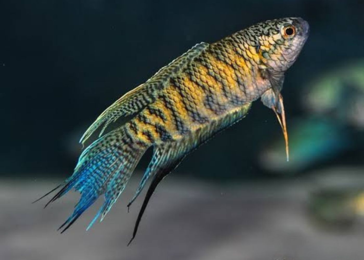Snakeskin paradise fish gouramis | coburg aquarium
