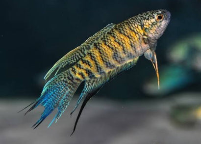 Snakeskin paradise fish gouramis | coburg aquarium